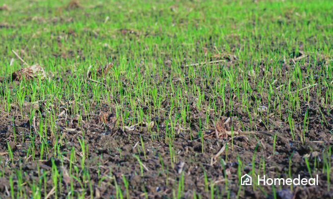 Gras inzaaien